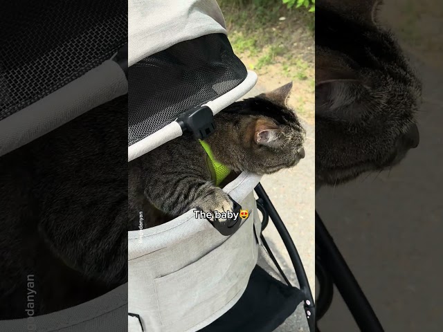 May I see the baby in the stroller? #shorts #cat #funny