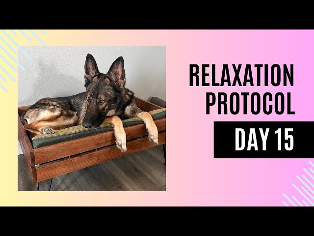 Relaxation Protocol Day 15: Mastering the Art of Calm