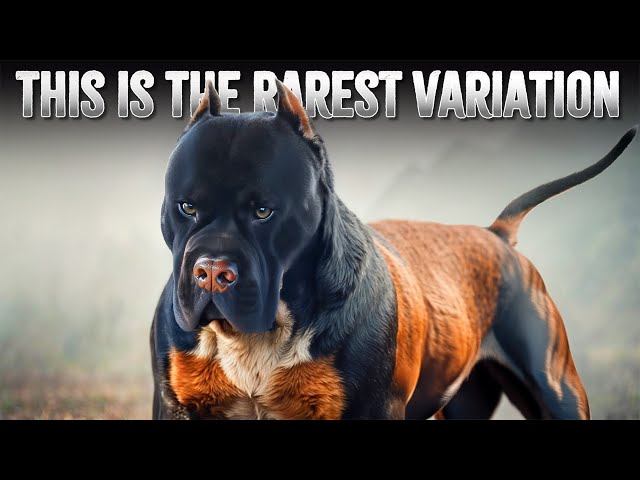 10 Different Types Of Dog Breeds