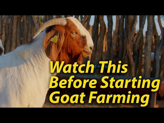 4 things to consider before starting a goat farm business.