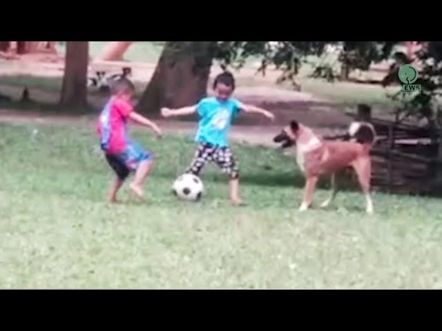 Best-Natured Dogs Playing Soccer With The Children At Elephant Nature Park