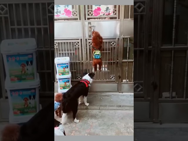 smart dog opens his own door #shorts