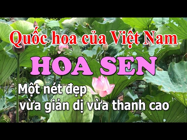 Lotus.  National flower of Vietnam.