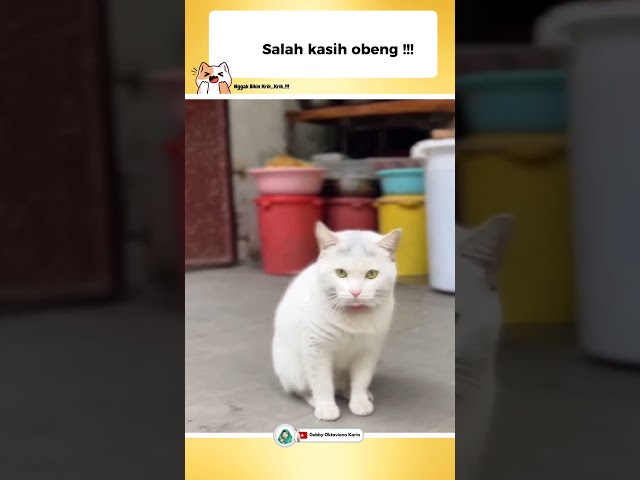 SALAH KASIH OBENG??!😂😂#funnyshorts #videoshorts #catlovers #fyp #kucingkocak #comedy