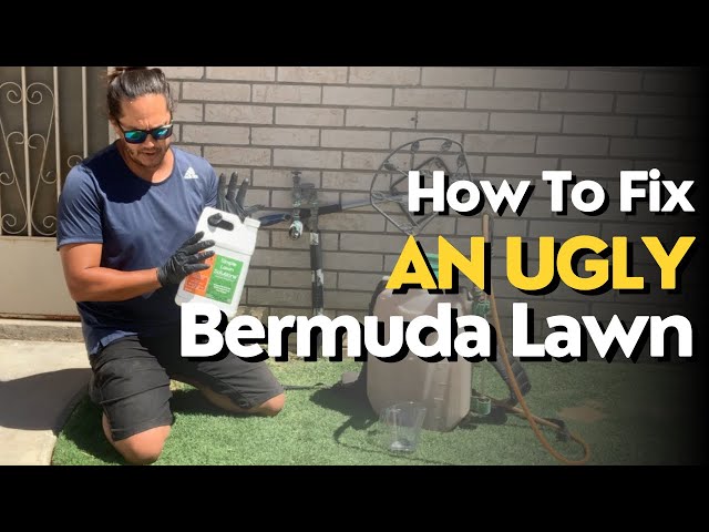 How To Fix My Ugly Bermuda Lawn | 2024