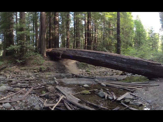 Redwood Forest by Creek VR 180 6k