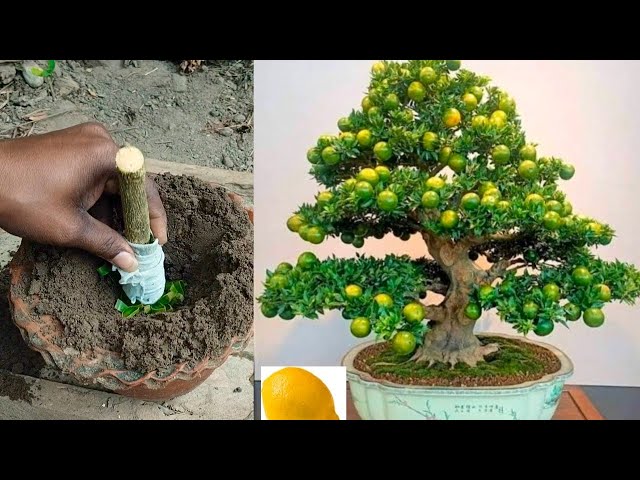 Lemon tree growing techniques | How To Propagate Lemon Tree From Cutting Of Branche