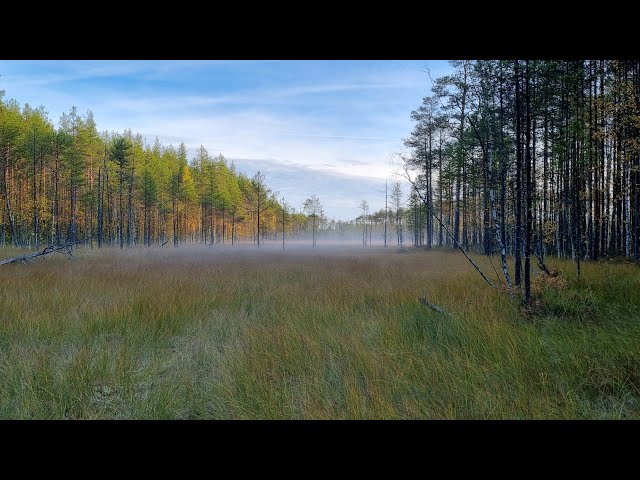 Duck hunting/Охота на уток #duck #duckhunting #hunting #hunt #Ural #huntinginRussia #teal #mallard