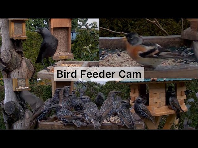 Wildlife feeding in Germany. Birds, Hedgehogs, Foxes, Squirrels and more… Live Animals [Bird Cam]