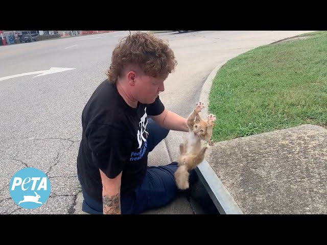 When Rescuers Hear Hissing in a Drain, They Find Someone EERIEsistible Inside