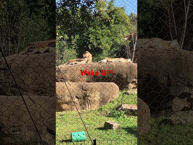 What Happens When LIONS Sleep?