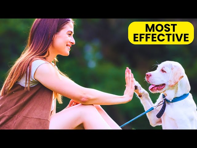 Effective Dog Training: What is Positive Reinforcement?