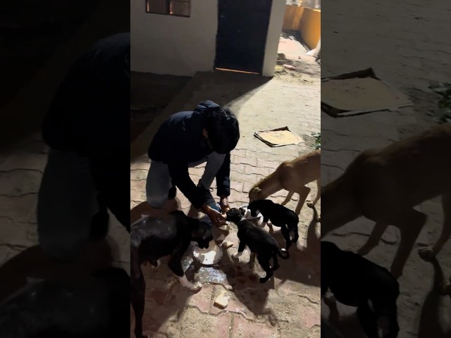 #humanity ❤️🐶#poorhelping #trending #sad #helppoor #viralvideo #poor #shorts #short #helpdogs #help