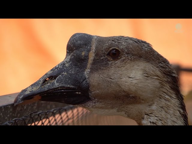 Rescued Ducks And Goose From The Plastic Wheel Game - ElephantNews