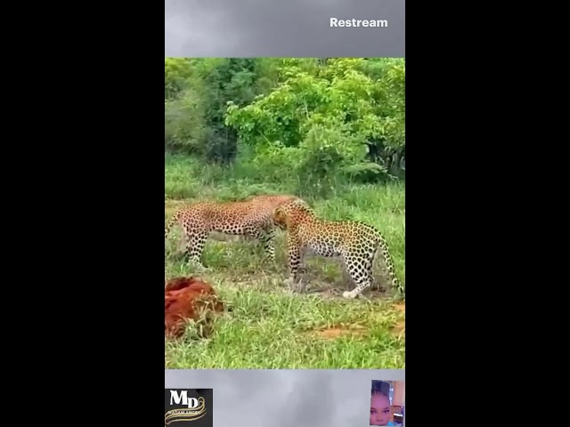 LEOPARD ATTACK CHEETAH//WILD ANIMALS LOVERS