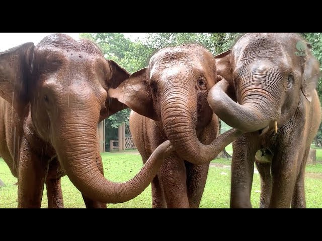 Elephant Reunion With Sisters After Several Years Apart - ElephantNews