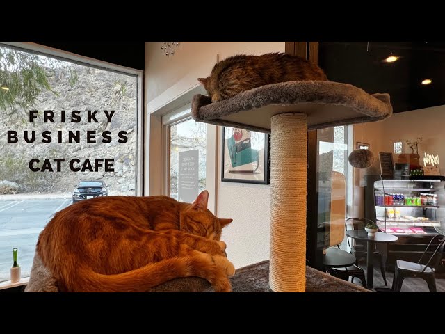 Frisky Business Cafe - The New Cat Cafe In Palm Springs, California