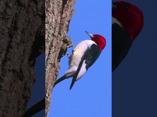 🐤Red-headed Woodpecker Hopping and Foraging for Food! #red-headed_woodpecker #wildlife