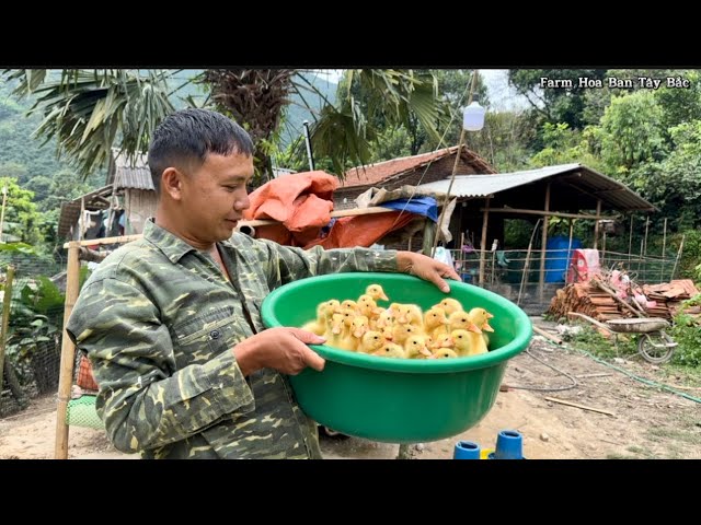 Chuyển Đàn Vịt Về Nơi Ở Mới & Nhân Đôi Thêm Đàn Gà Vịt |Hoa Ban Tây Bắc Fam