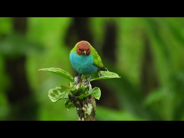 beautiful natural brids Quran tilawat islamic background video natural video no copyright free quran