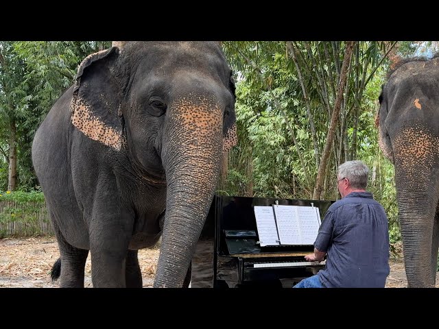 Bach for an Elephant