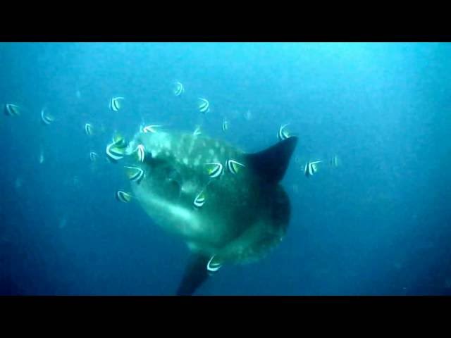 Mola mola at Nusa Penida's Buyuk dive site on 20/10/16