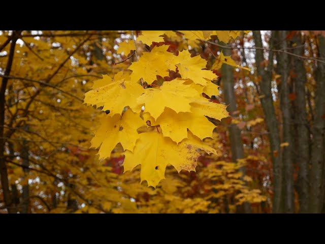 Beautiful Autumn Yellow Leaves, Autumn Forest, Maple, Background video, 4k, VJ Loop, Video Footage