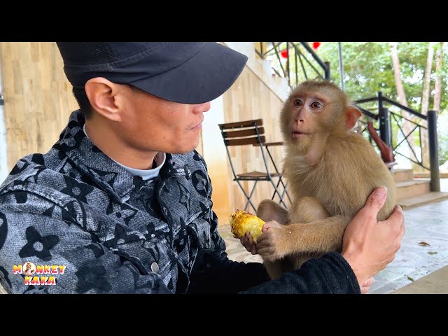 Monkey Kaka and tourists enjoy delicious grilled corn