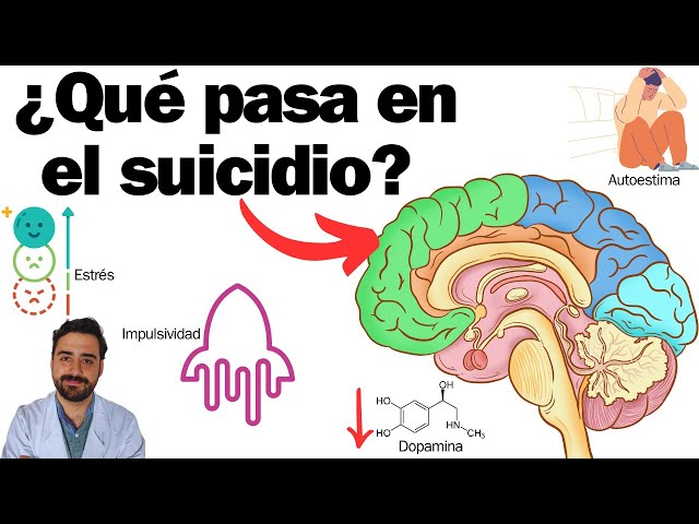 What happens in the brain of someone who commits suicide?