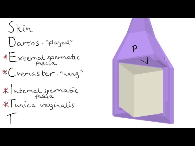 3D Layers of the Testes