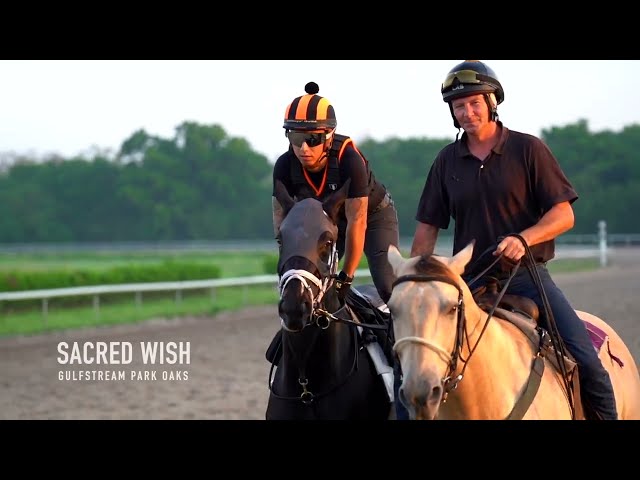 Sacred Wish - Racehorse Highlight and Promo Video