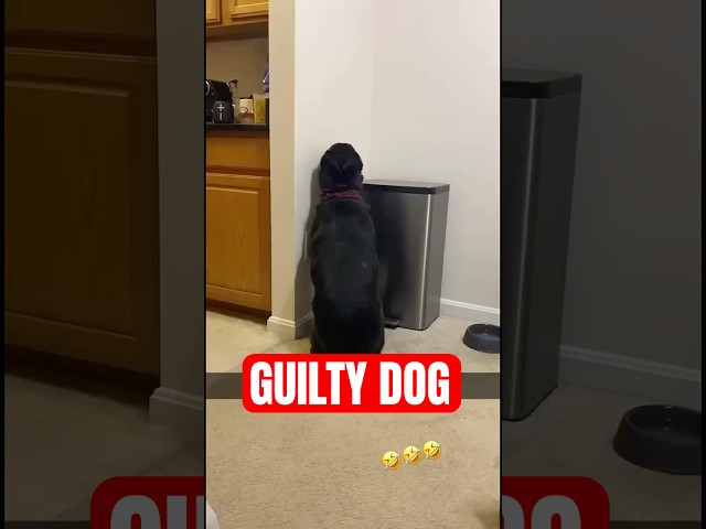 GUILTY DOG Puts Himself in TIMEOUT For Eating Owners' Dinner