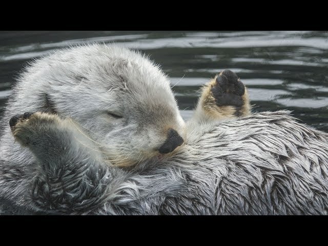 Caring for Elderly Sea Otter Eddie