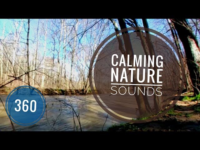 Calming nature sounds at creek