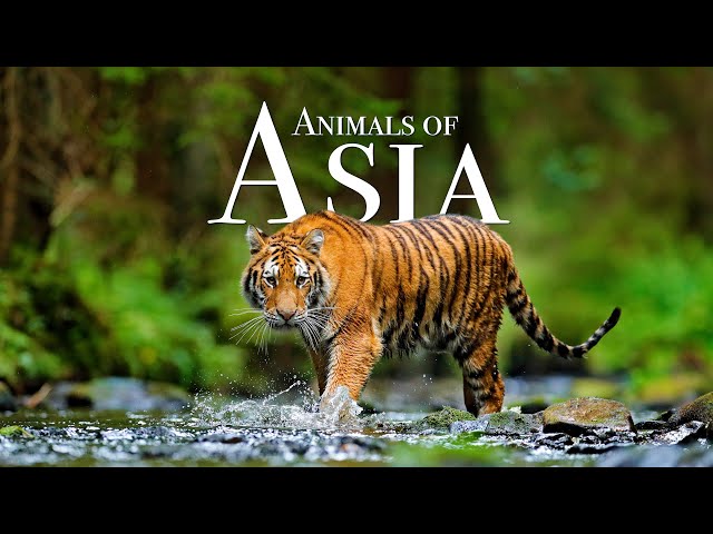 Animals of Asia 4K - Scenic Wildlife Film With Calming Music