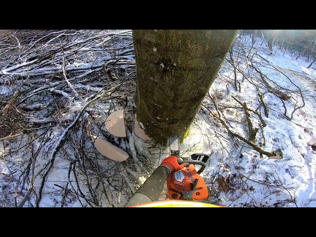 Buchen gefällt  #wood #buche #timber #forst #forestry #chainsaw #husqvarna #stihl