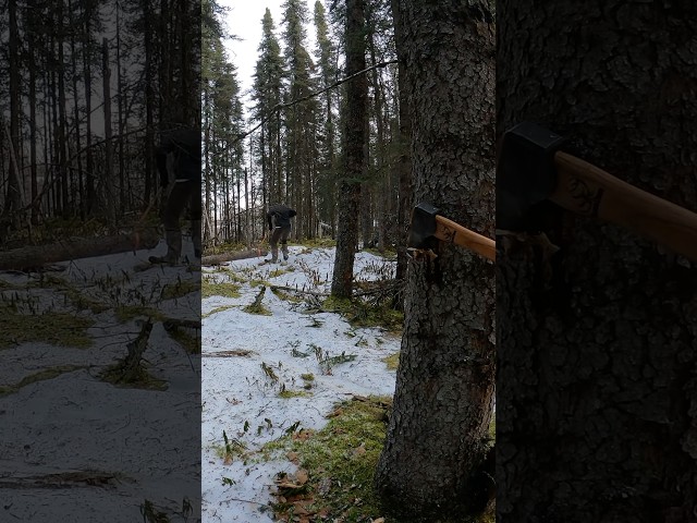 Hauling logs for my off grid log cabin build. #alaska #logcabin #forestlife