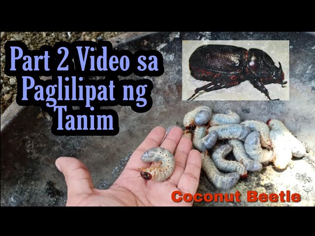 Paglilipat ng Tanim Part 2 Video