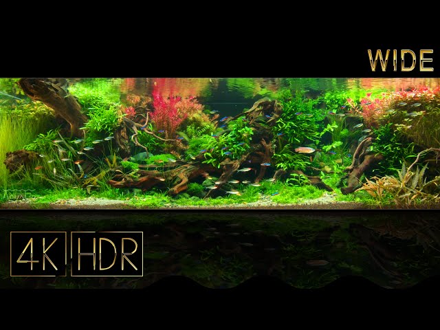 [Wide] Two worlds | Aquascape • Fixed 3hours 4K HDR 60fps • Water sound