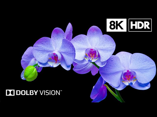 Flowers Bloom Beautifully in 8K HDR | Dolby Vision™