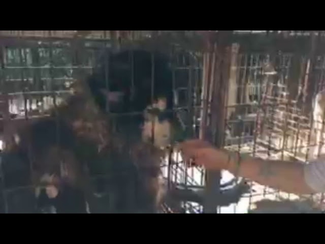 LIVE: South Korea Dog Meat Farm