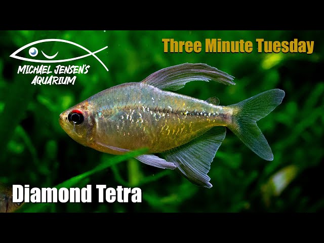 Diamond Tetra - Makunaima pittieri