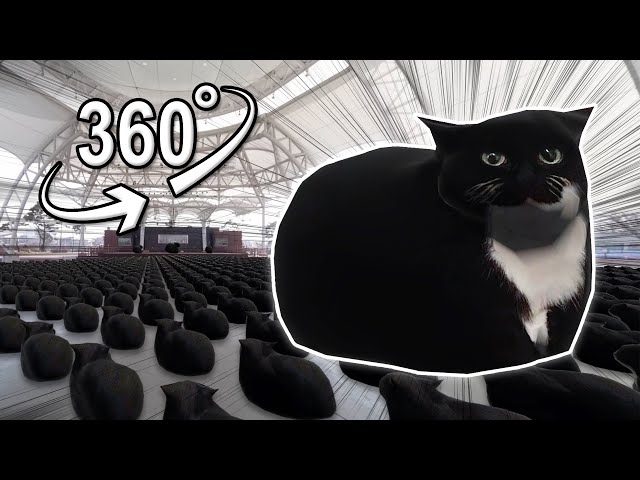 Maxwell cats watching the stage | VR 360°