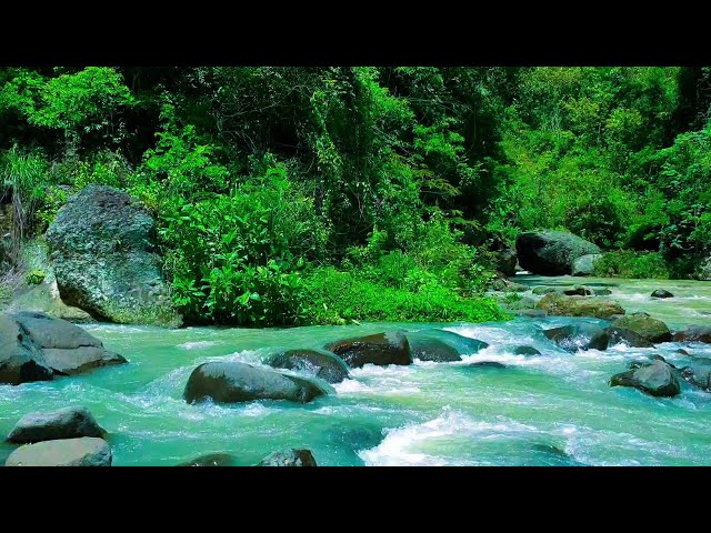 Gentle River Stream , Best Relaxing Sounds, White Noise for Sleeping, Calming ASMR