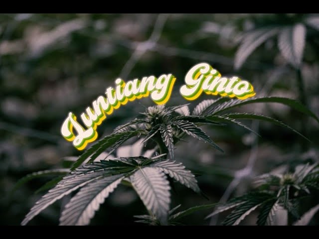 Luntiang Ginto (a short-film on the Philippines' March for Cannabis Freedom)