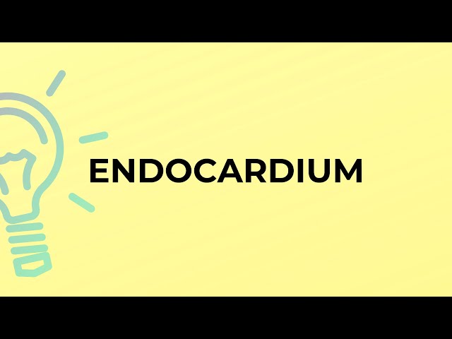 What is the meaning of the word ENDOCARDIUM?