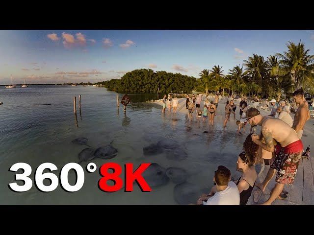 Watch Sunset in Belize with Stingrays in Virtual Reality