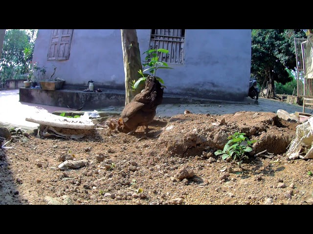 How to raise chickens / wild chickens is also very easy to domesticate