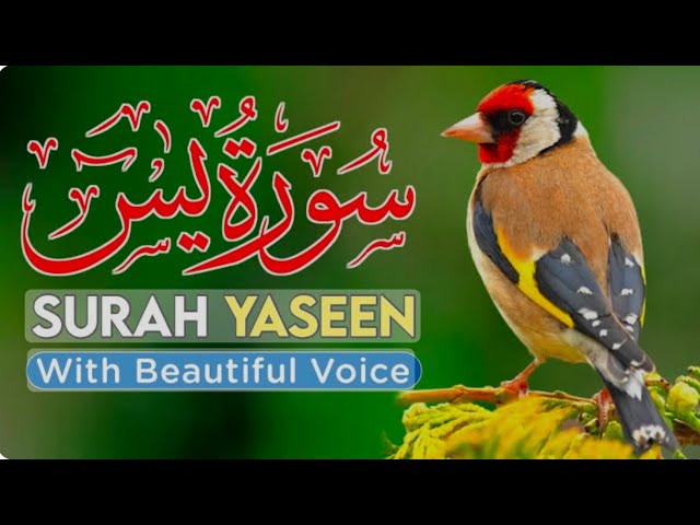 World's most beautiful Quran recitation of Surah Yasin (Yaseen) يٰسٓ‎ سورة .