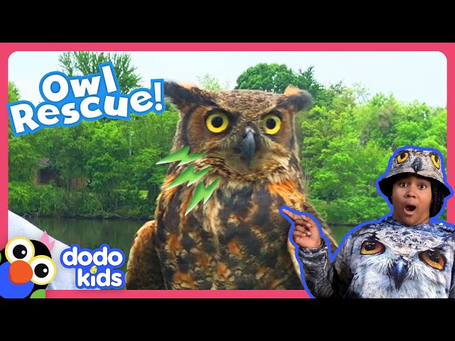 This Owl Is Trapped On The Ground And Needs A Rescue! | Dodo Kids | Rescued!